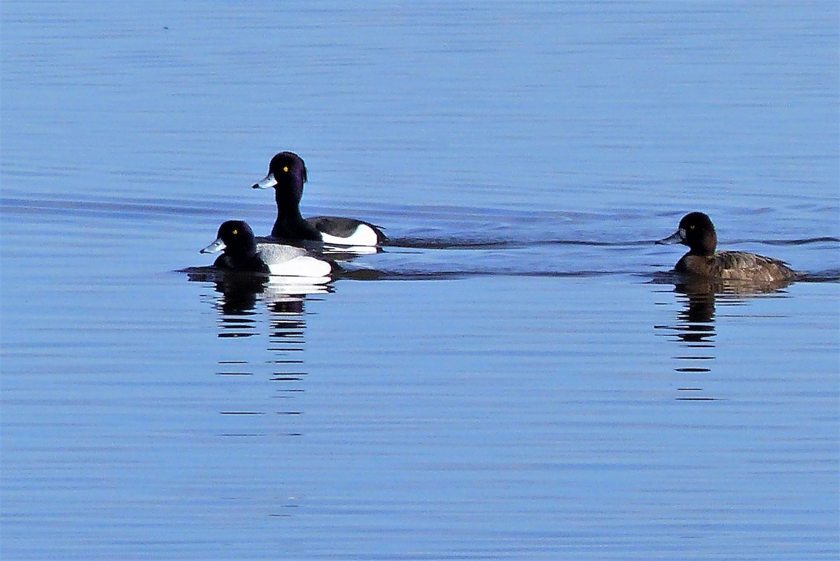 Tufted Duck - ML227034731