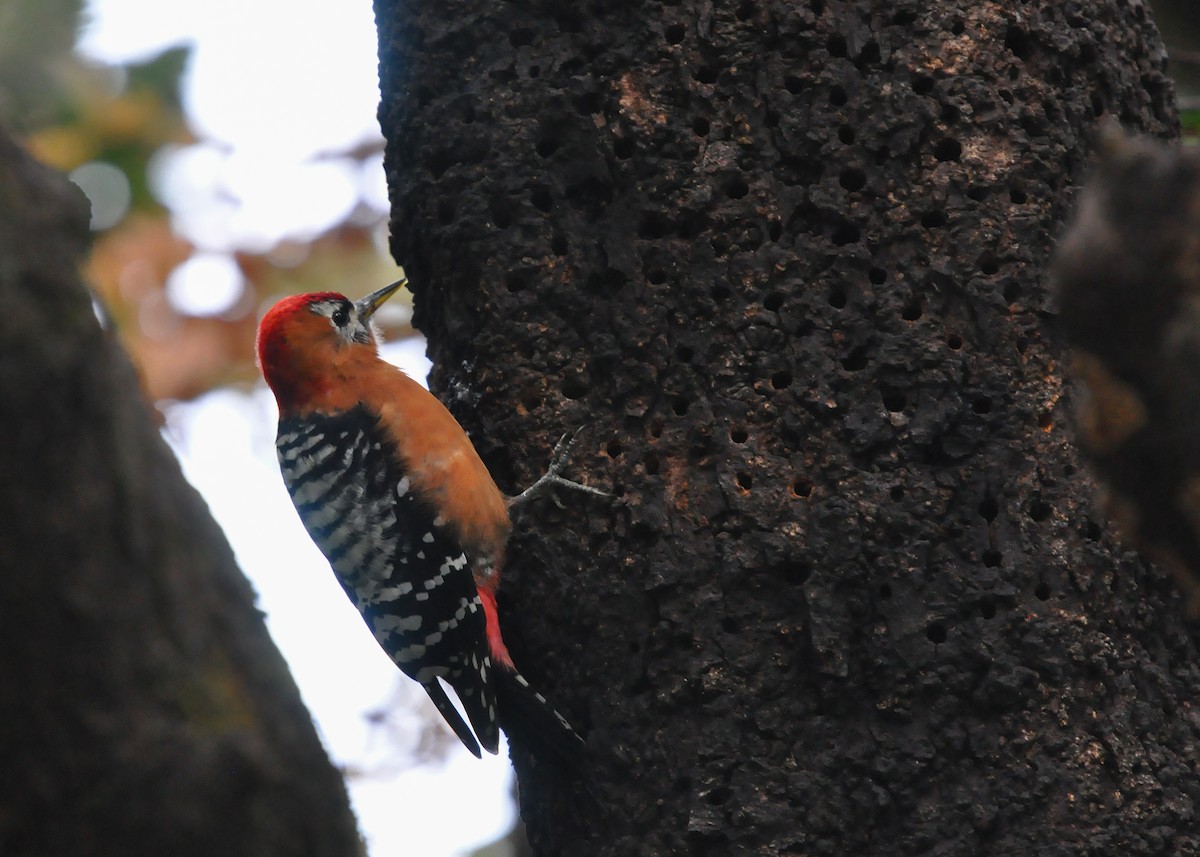 Rufous-bellied Woodpecker - SAMRAT CHOWDHURY