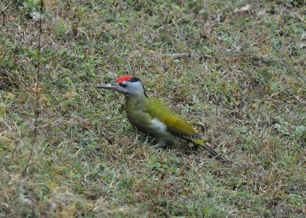 Gray-headed Woodpecker - SAMRAT CHOWDHURY