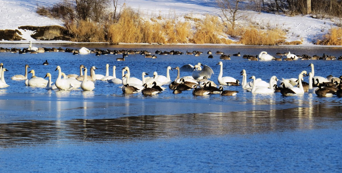 Trumpeter Swan - ML22703541