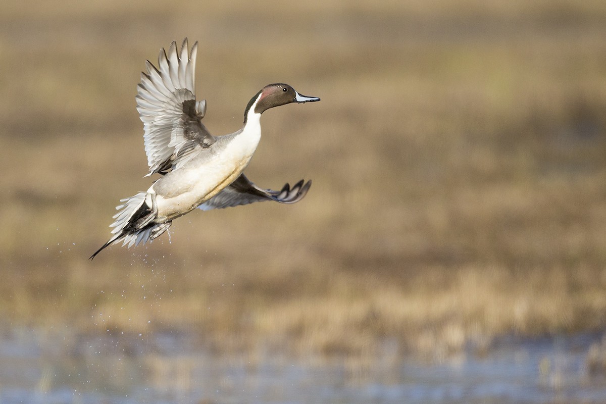 Northern Pintail - Jeff Dyck