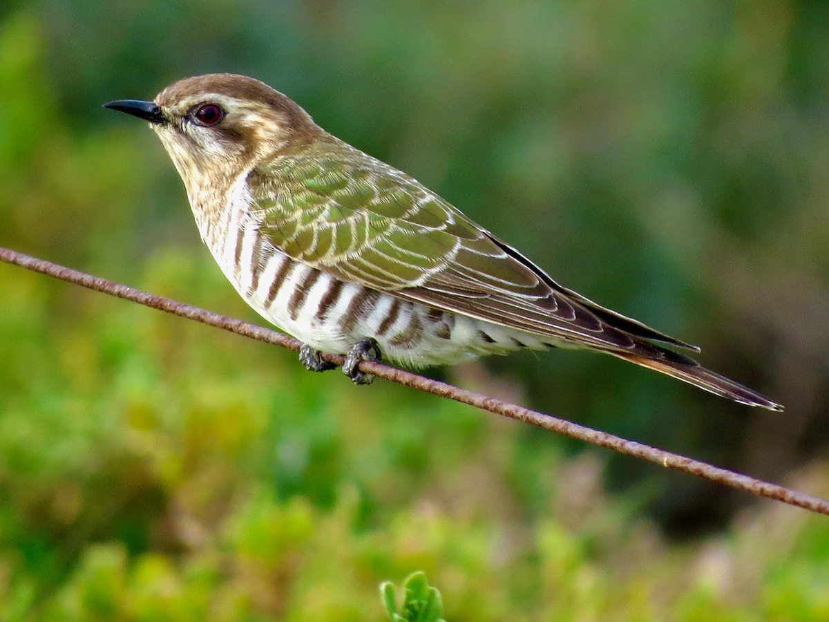 Horsfield's Bronze-Cuckoo - Scott Baker