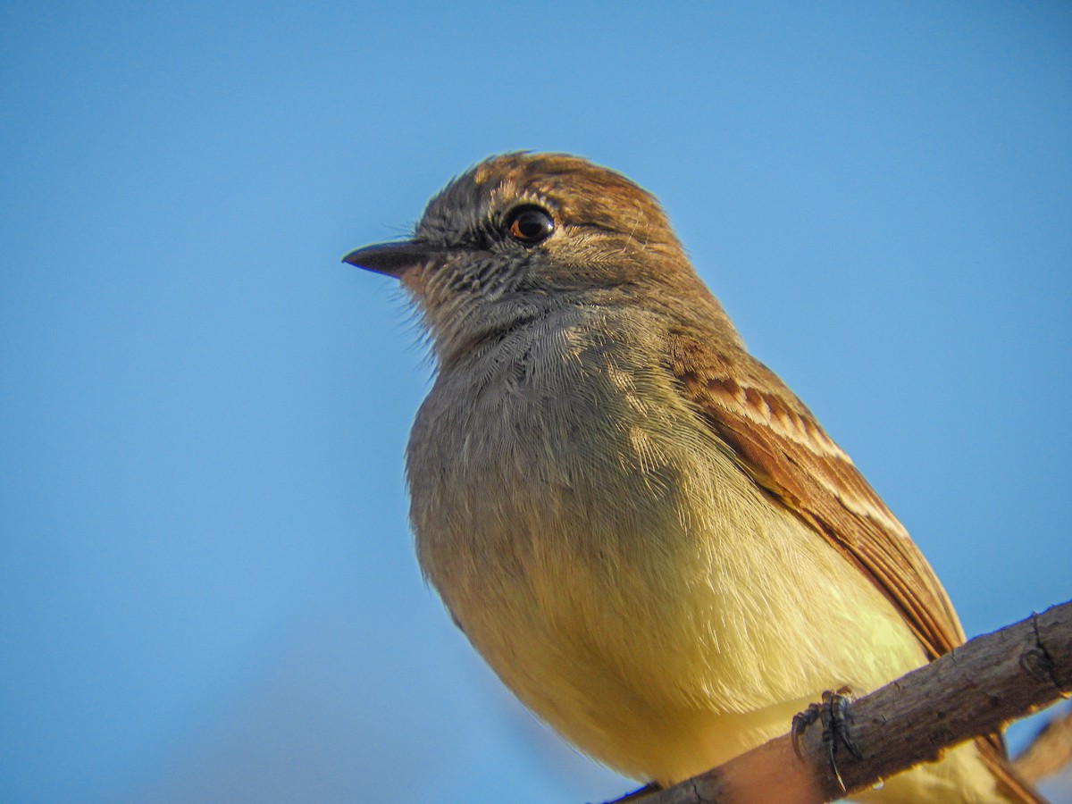 Northern Scrub-Flycatcher - Ariel Fonseca