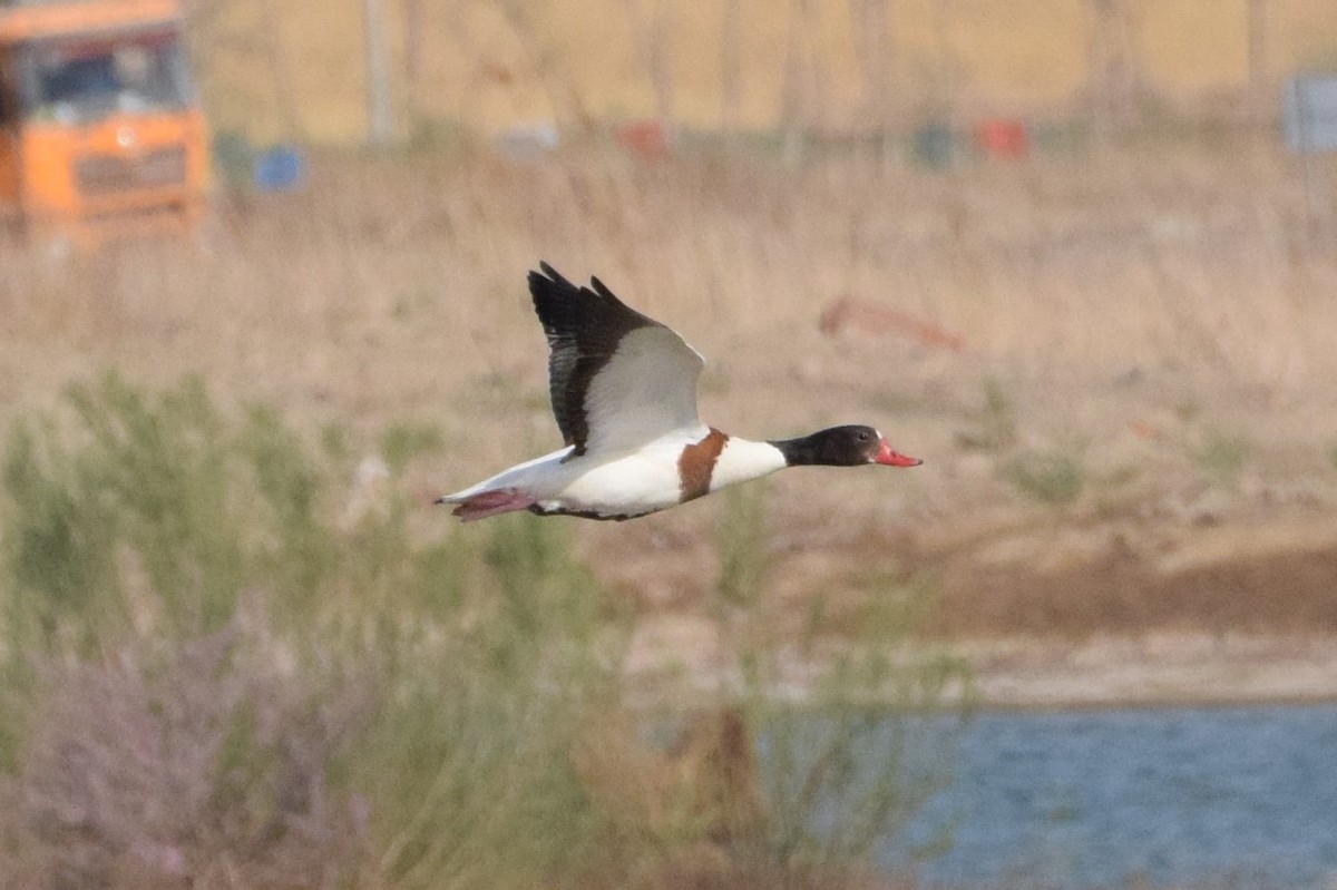 Common Shelduck - ML227039551