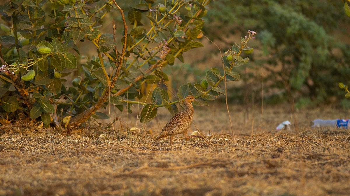 Gray Francolin - ML227039781