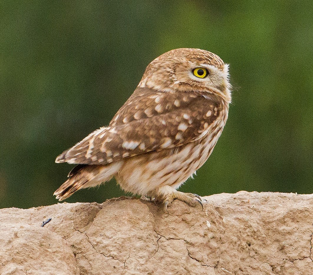 Little Owl - ML227043991