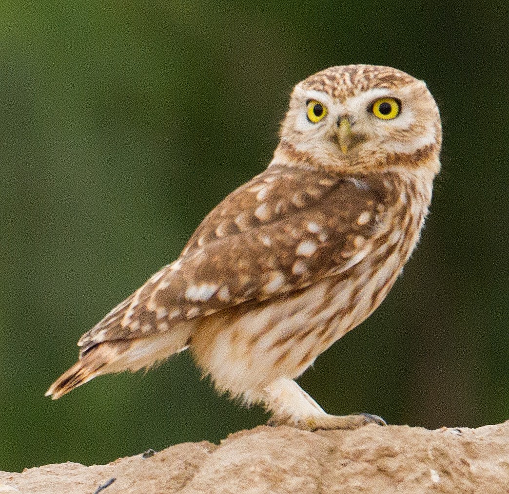 Little Owl - ML227044151