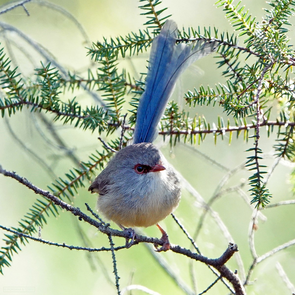 Variegated Fairywren - Roksana and Terry