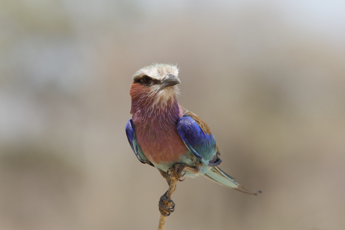 Lilac-breasted Roller - ML227046421