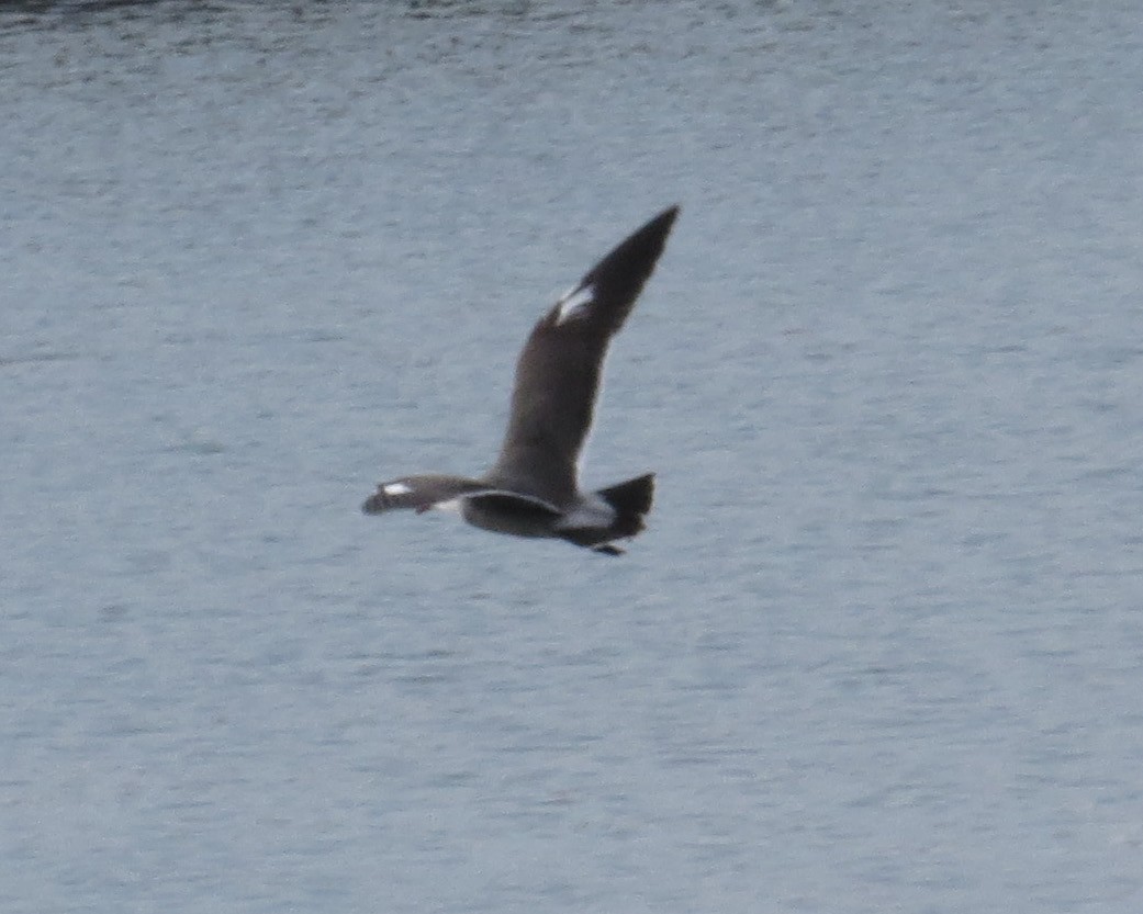 Heermann's Gull - Thomas Wurster