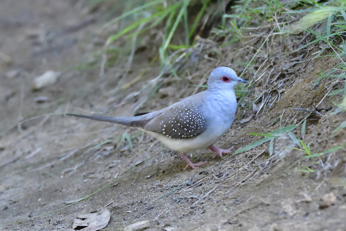 雪花姬地鳩 - ML227048561