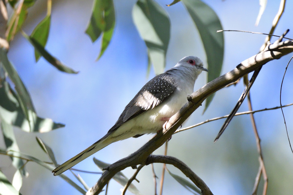 Diamond Dove - Adrian van der Stel