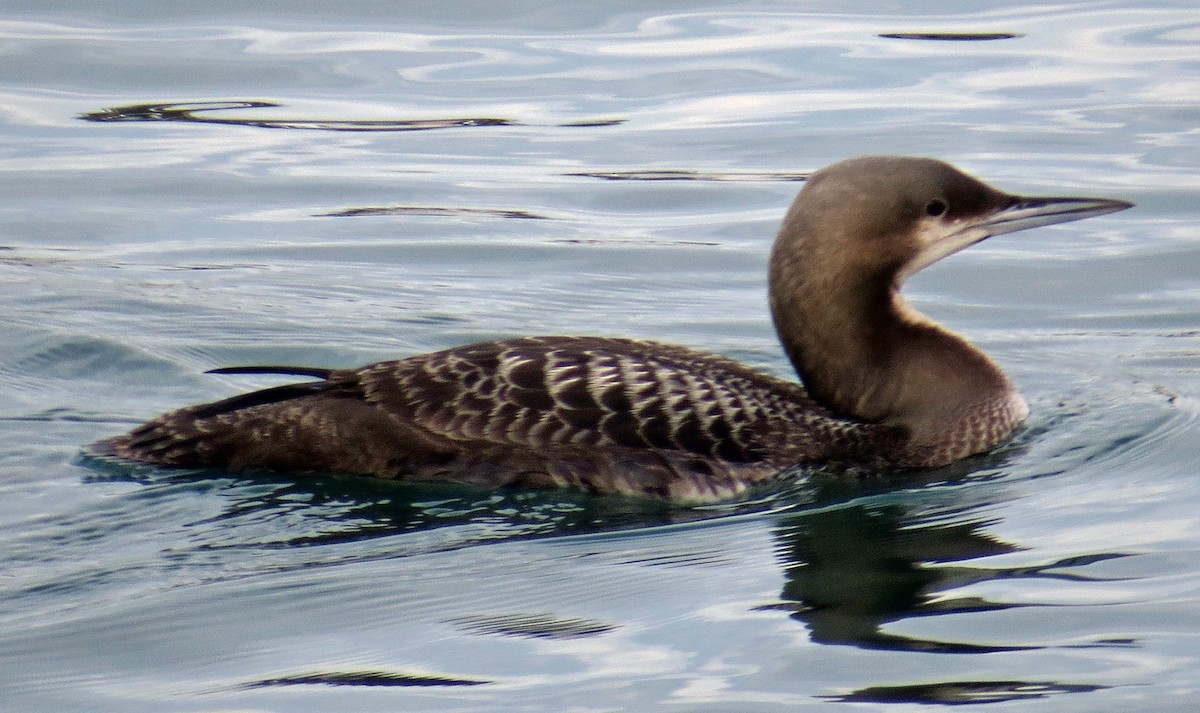 Pacific Loon - ML22704861