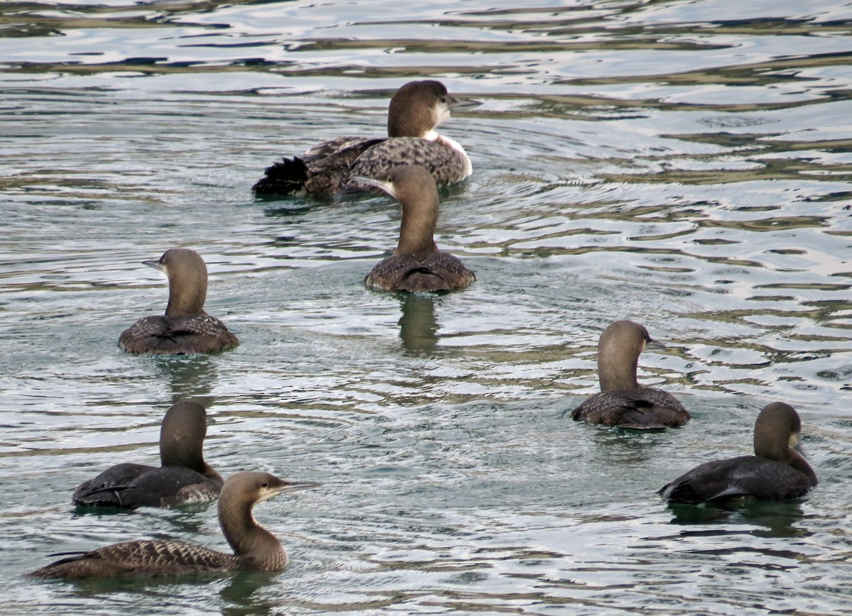 Common Loon - ML22705001