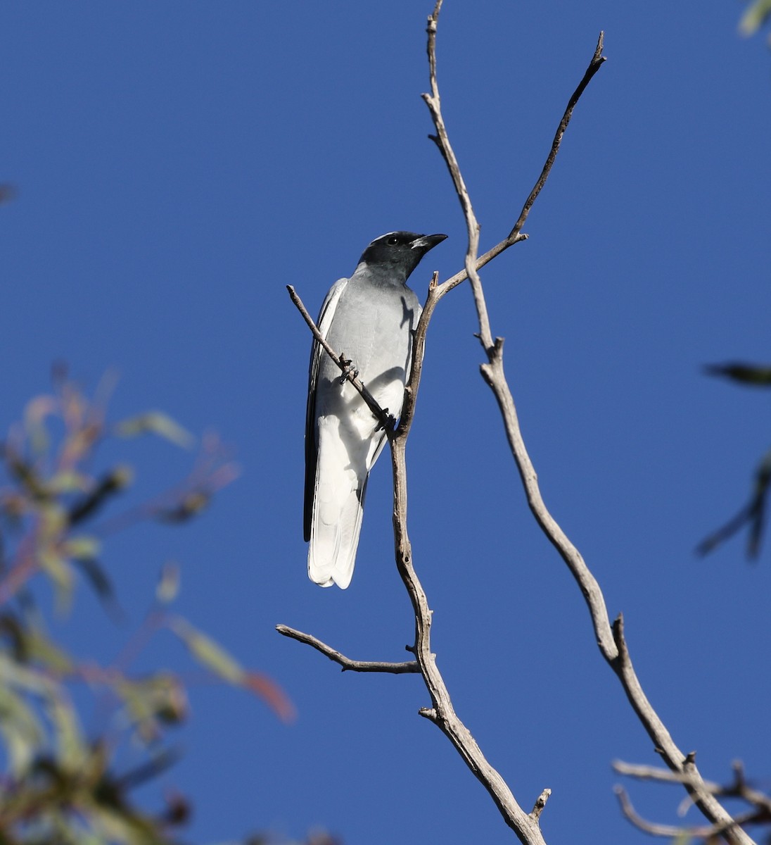 Black-faced Cuckooshrike - ML227051611