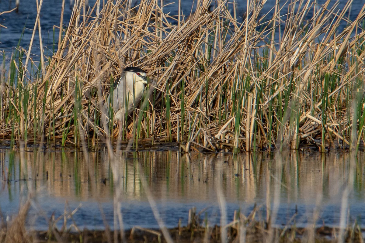 Black-crowned Night Heron - ML227055391