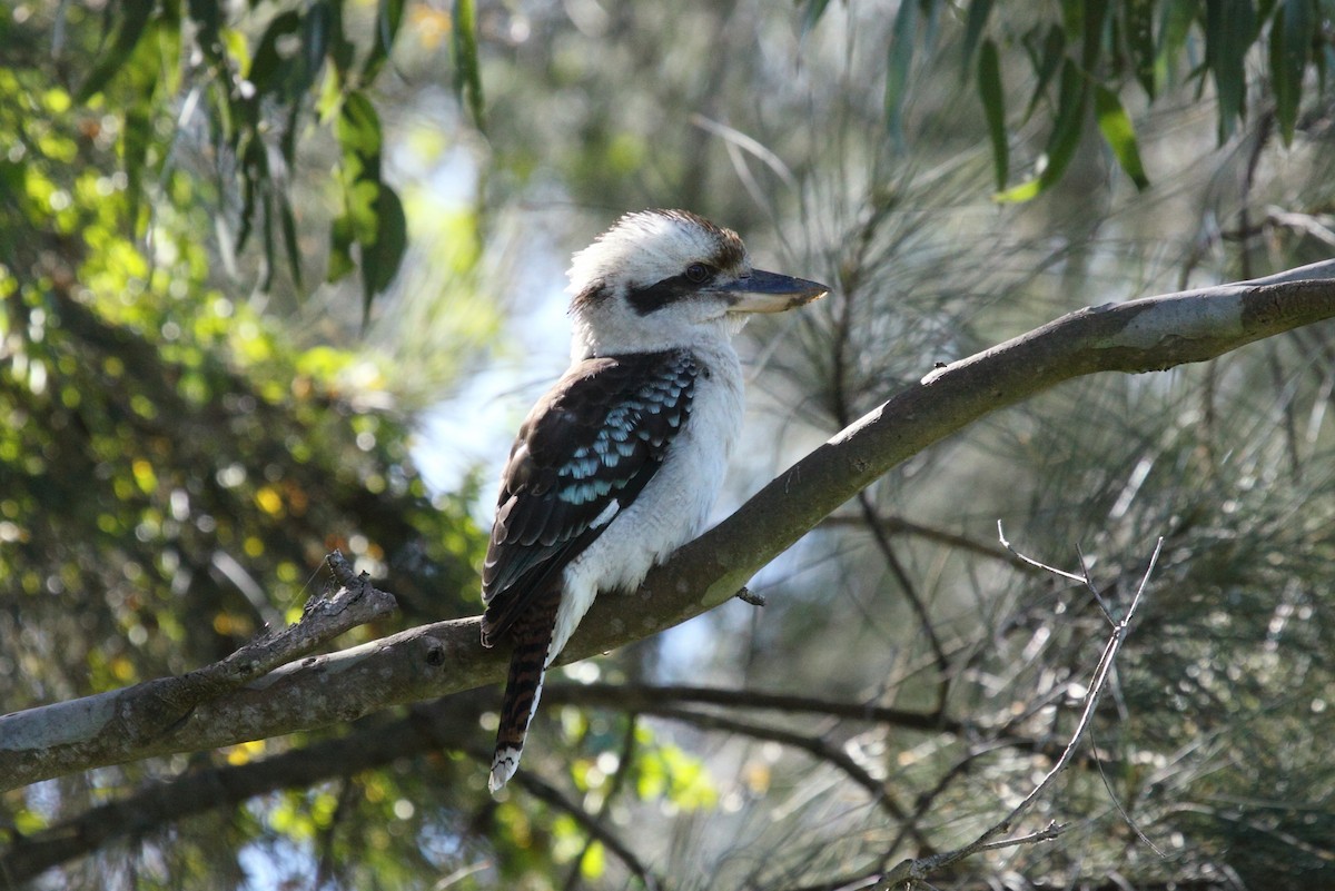 Laughing Kookaburra - Richard Fuller