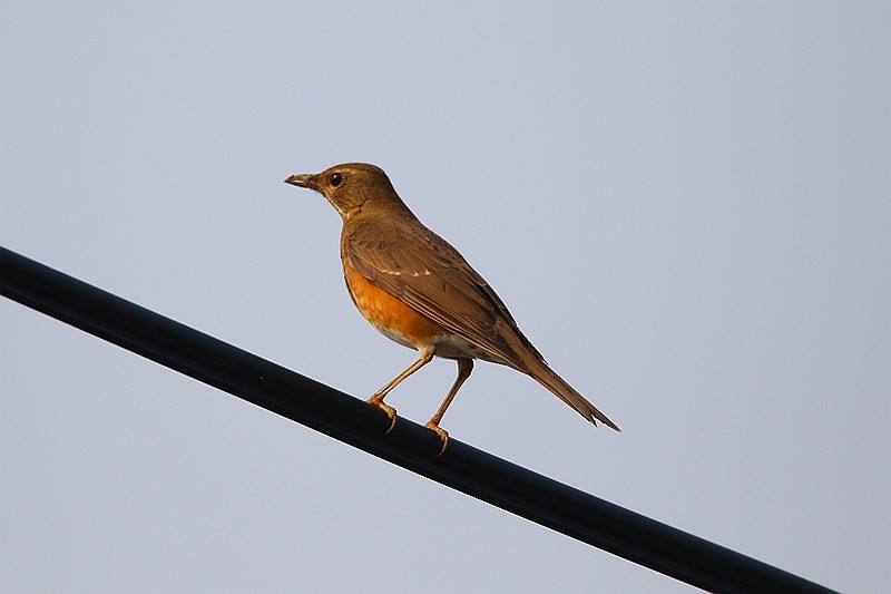 Brown-headed Thrush - ML22705671