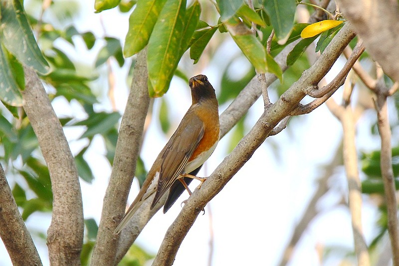 Brown-headed Thrush - ML22705701