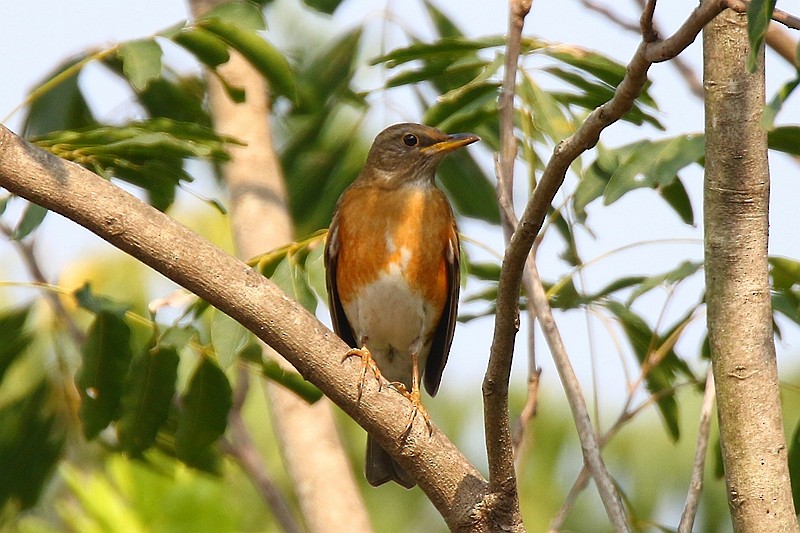 Brown-headed Thrush - ML22705721