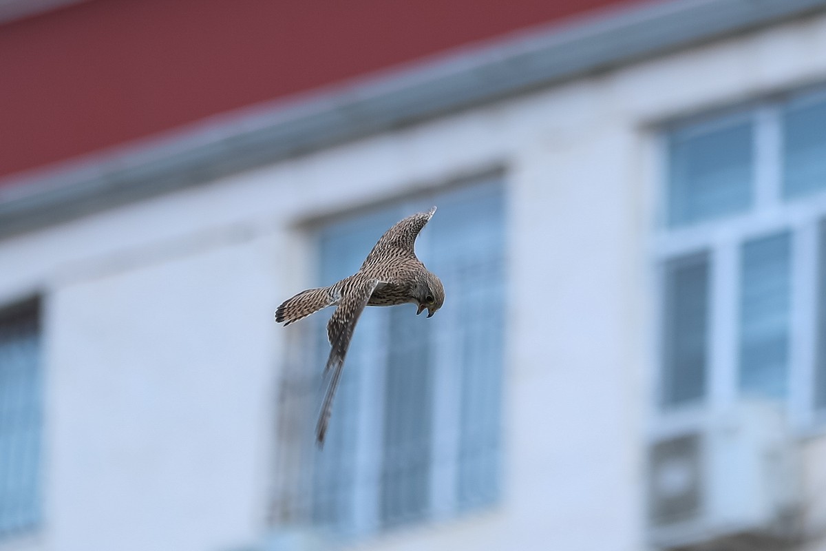 Eurasian Kestrel - ML227057621