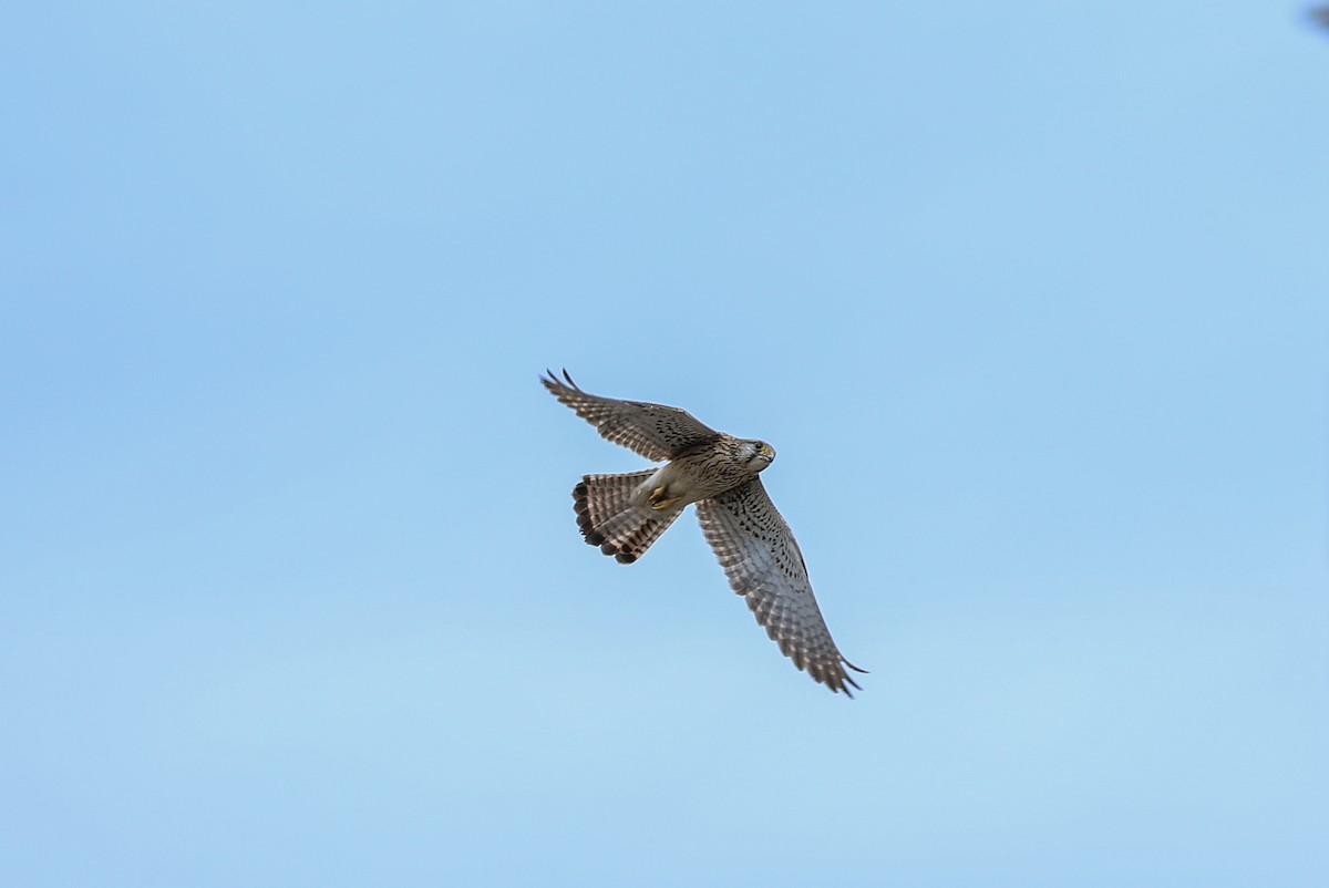 Eurasian Kestrel - ML227057641