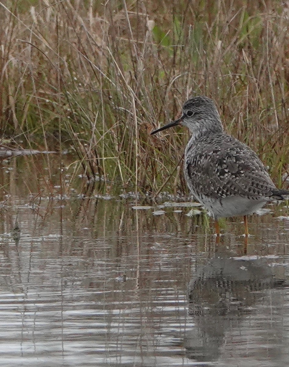 Lesser Yellowlegs - ML227059791