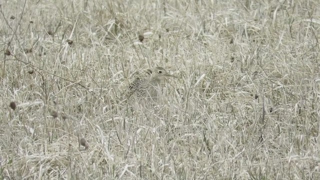 Upland Sandpiper - ML227060111