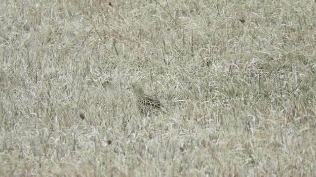 Upland Sandpiper - ML227060251