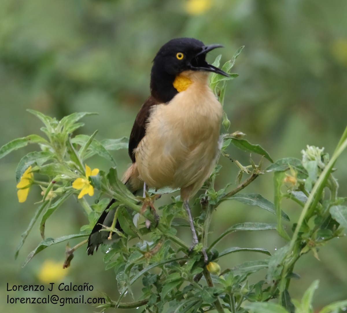 Black-capped Donacobius - ML227061141