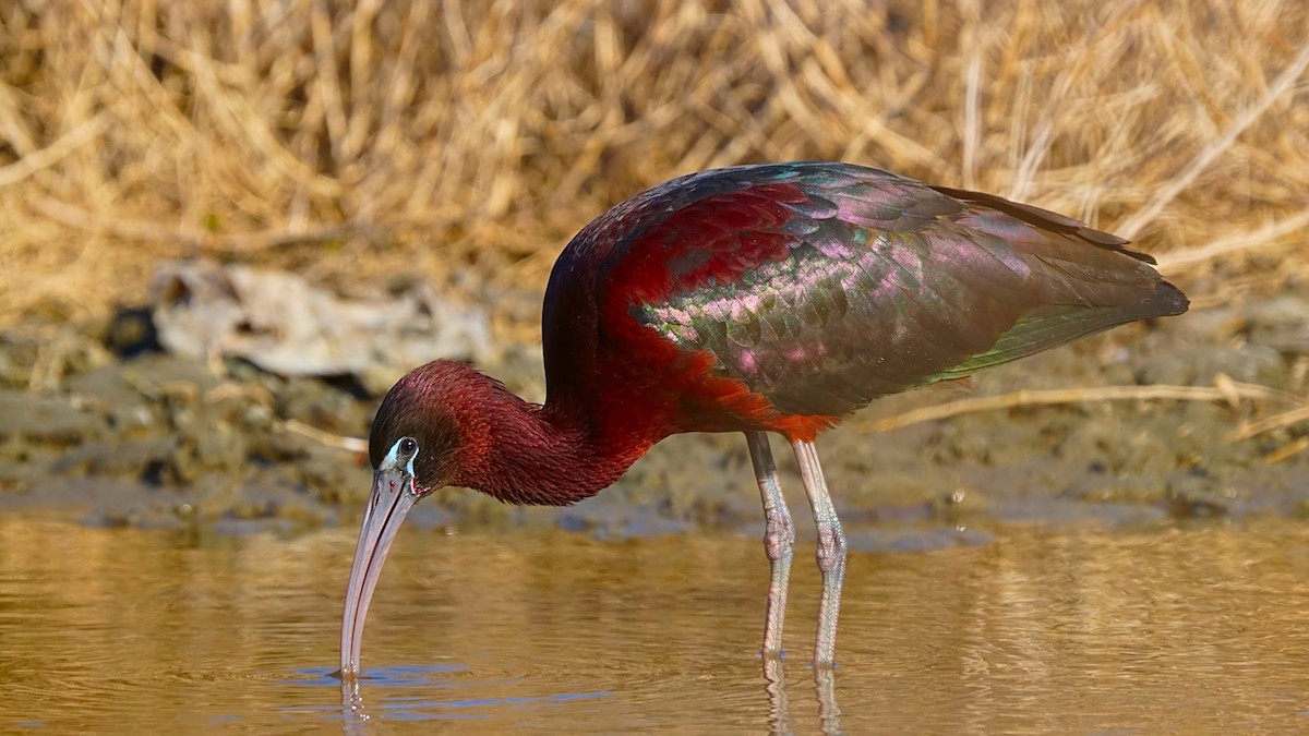ibis hnědý - ML227061271