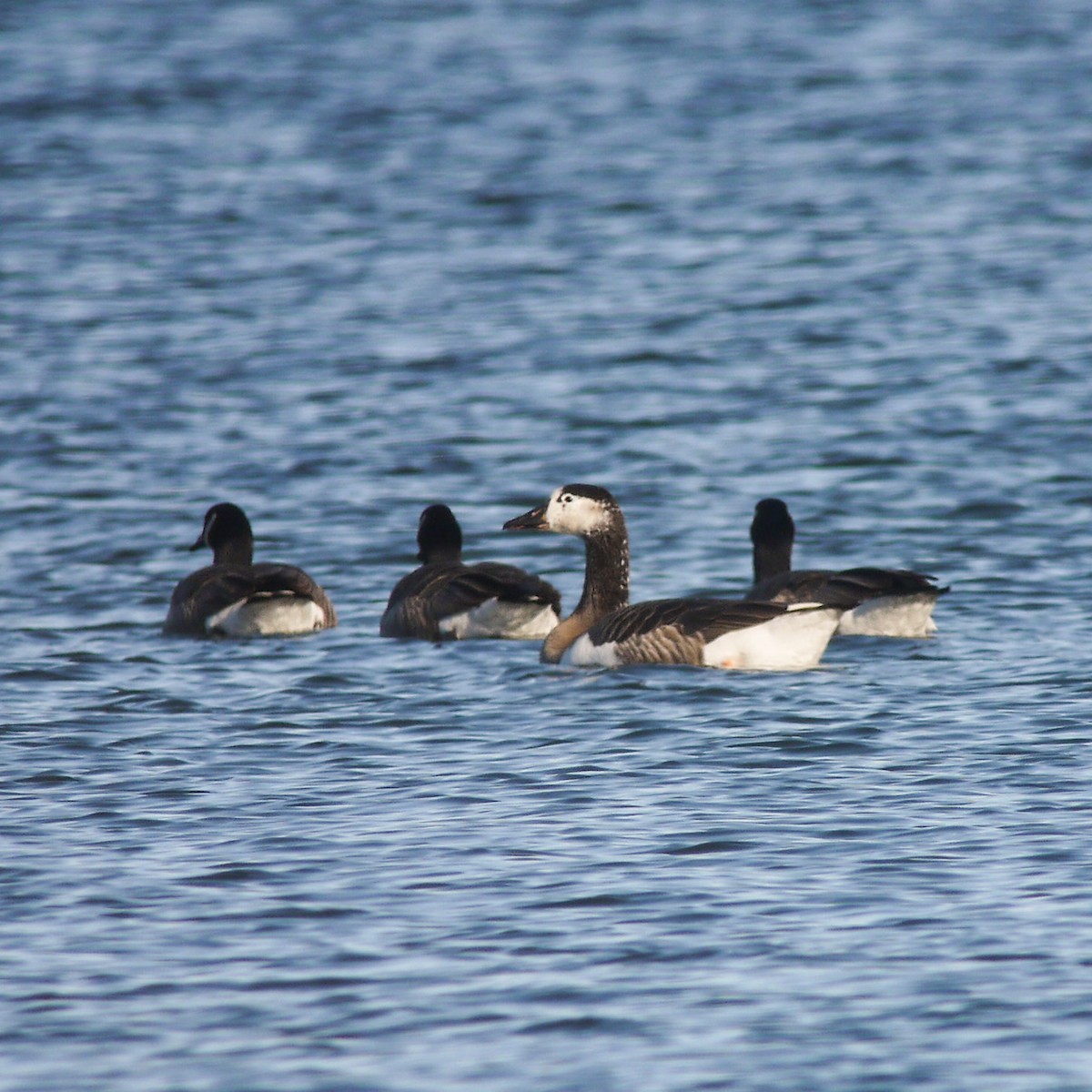 Swan Goose x Canada Goose (hybrid) - Dale Bonk