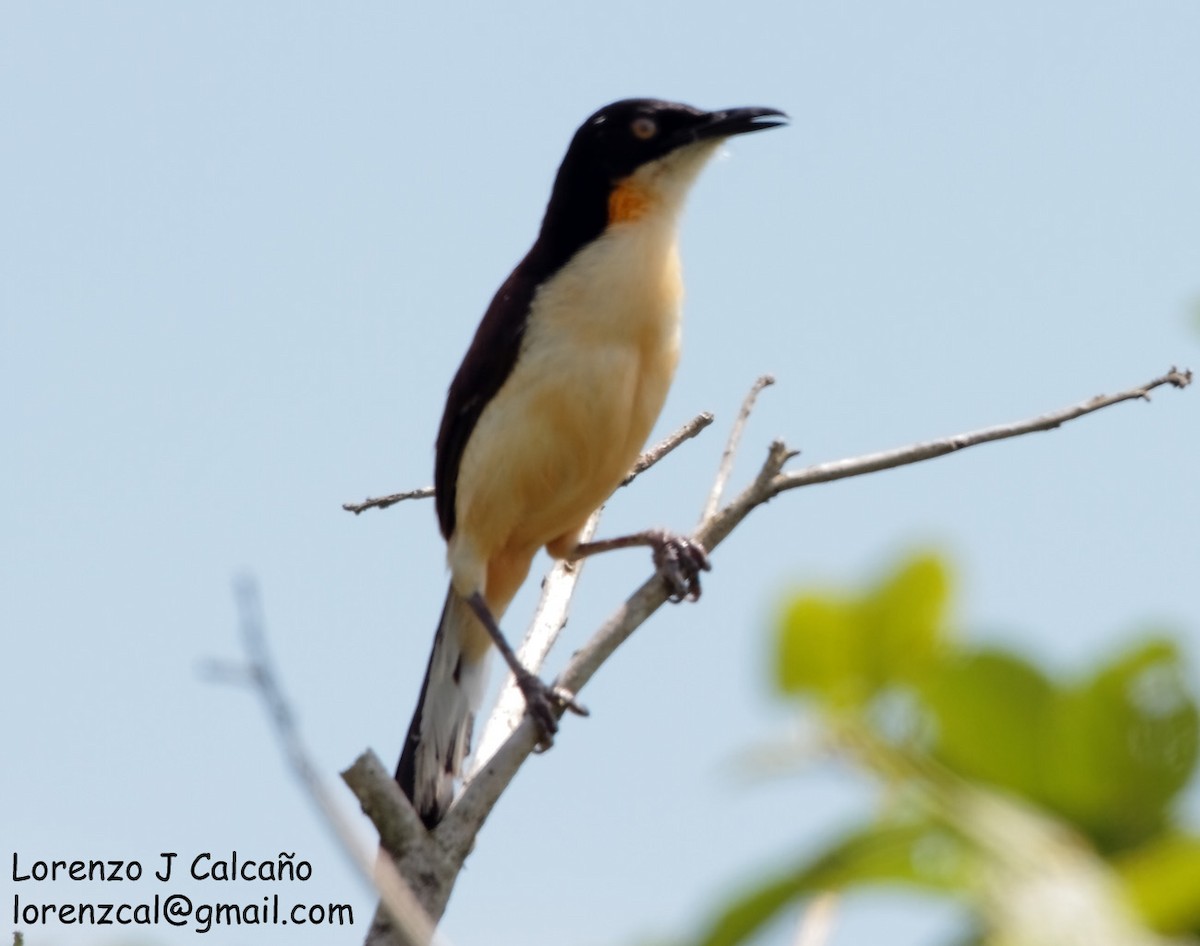 Black-capped Donacobius - Lorenzo Calcaño