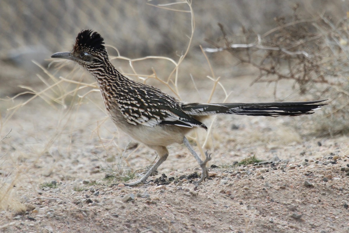 Greater Roadrunner - ML22706401