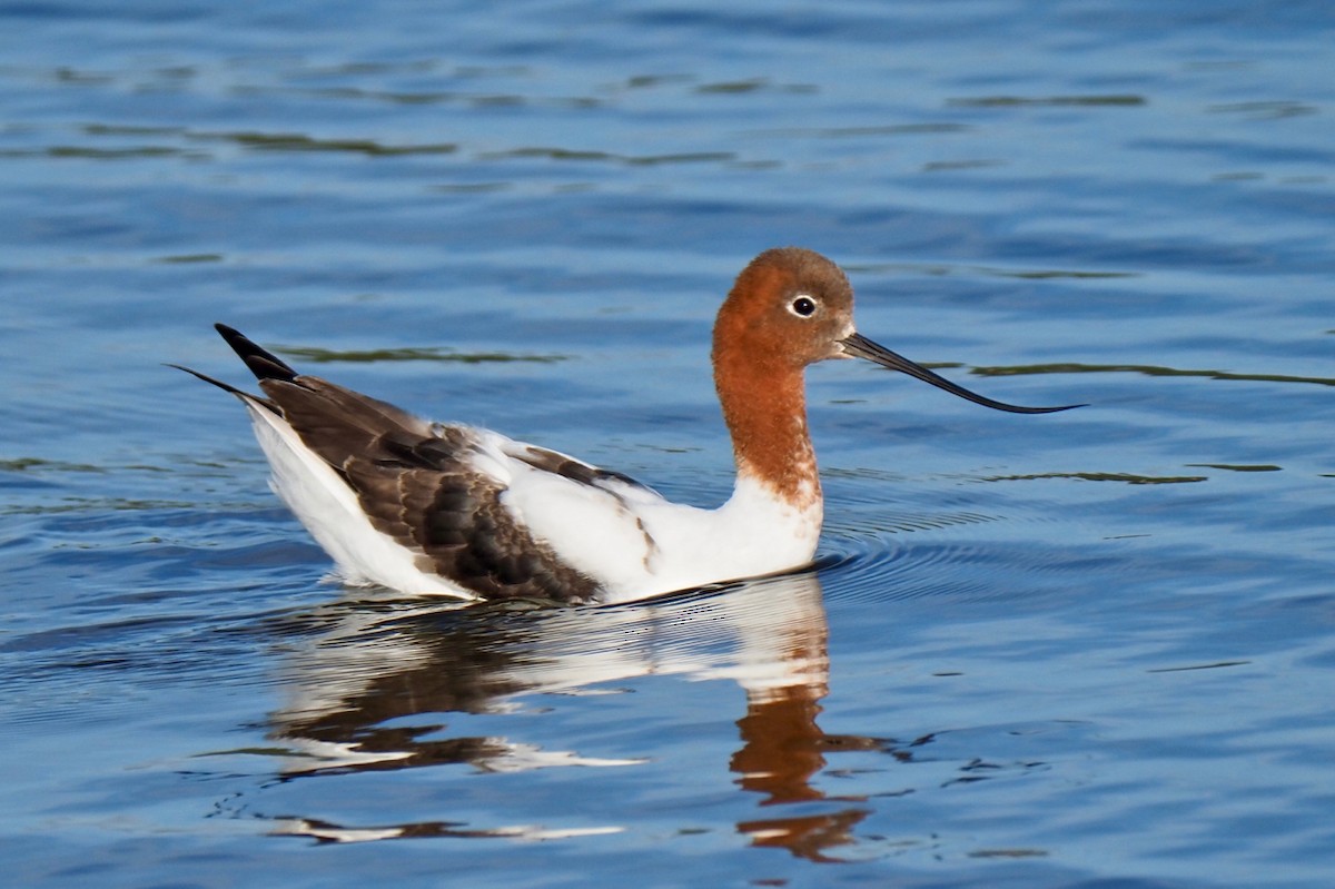 Red-necked Avocet - ML227064111