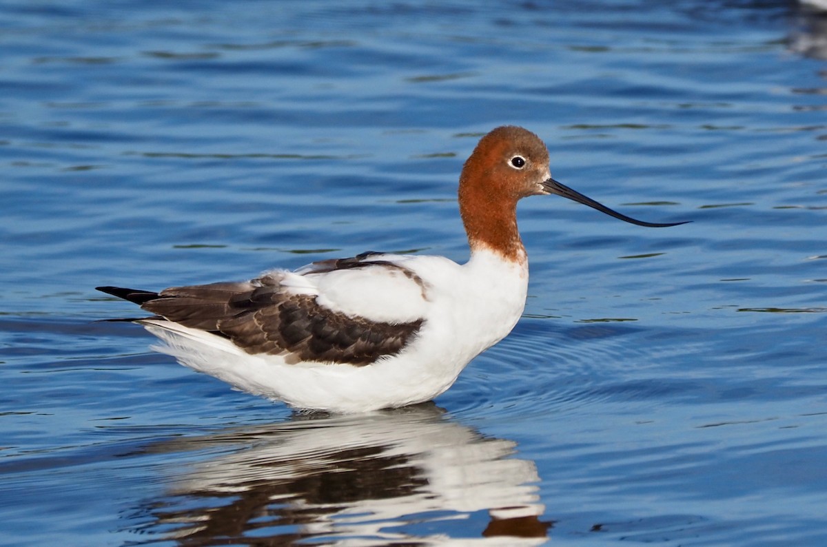 Red-necked Avocet - ML227064131