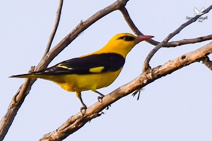 Indian Golden Oriole - ML227065461