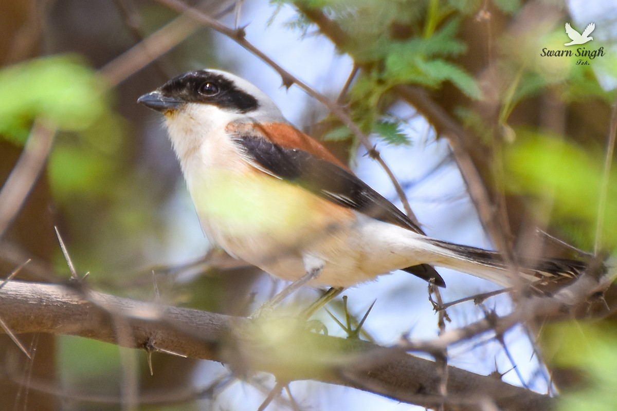 Bay-backed Shrike - ML227065641
