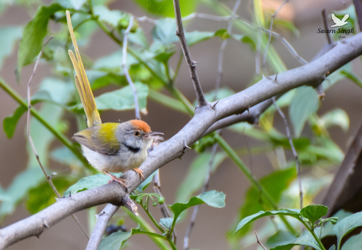 Common Tailorbird - ML227068541