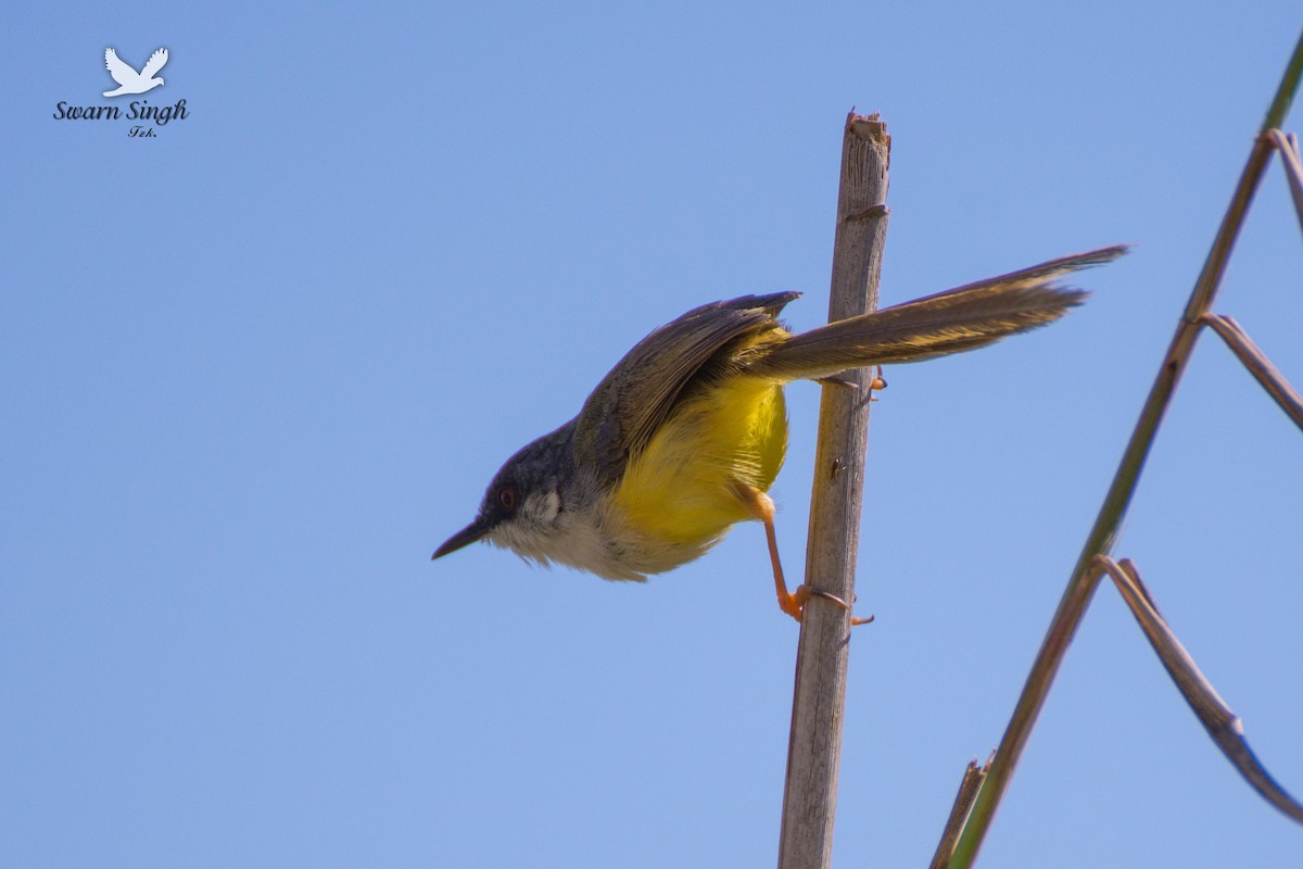 Yellow-bellied Prinia - ML227068821