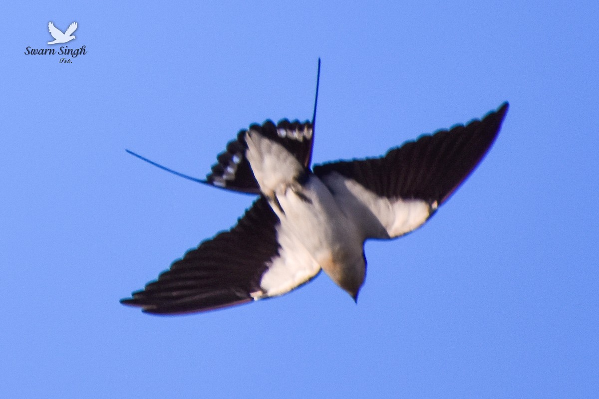 Wire-tailed Swallow - ML227068831