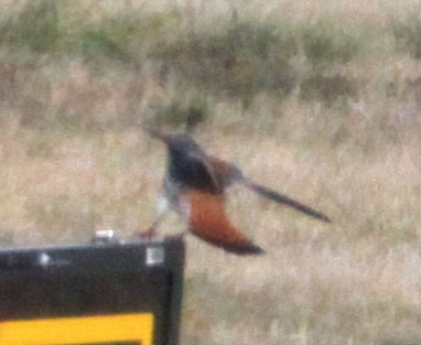 American Kestrel - ML227069041