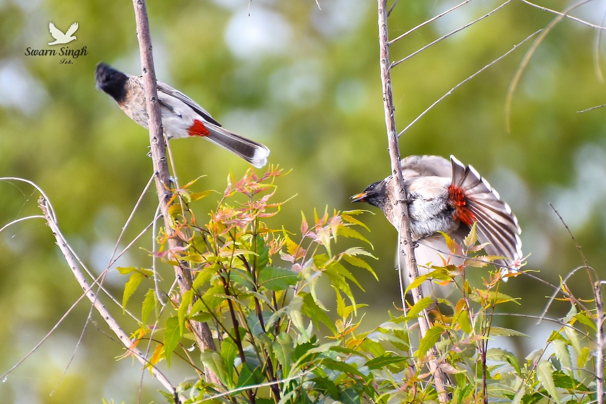 Red-vented Bulbul - ML227069151