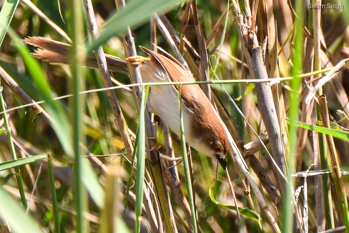 Yellow-eyed Babbler - ML227069171