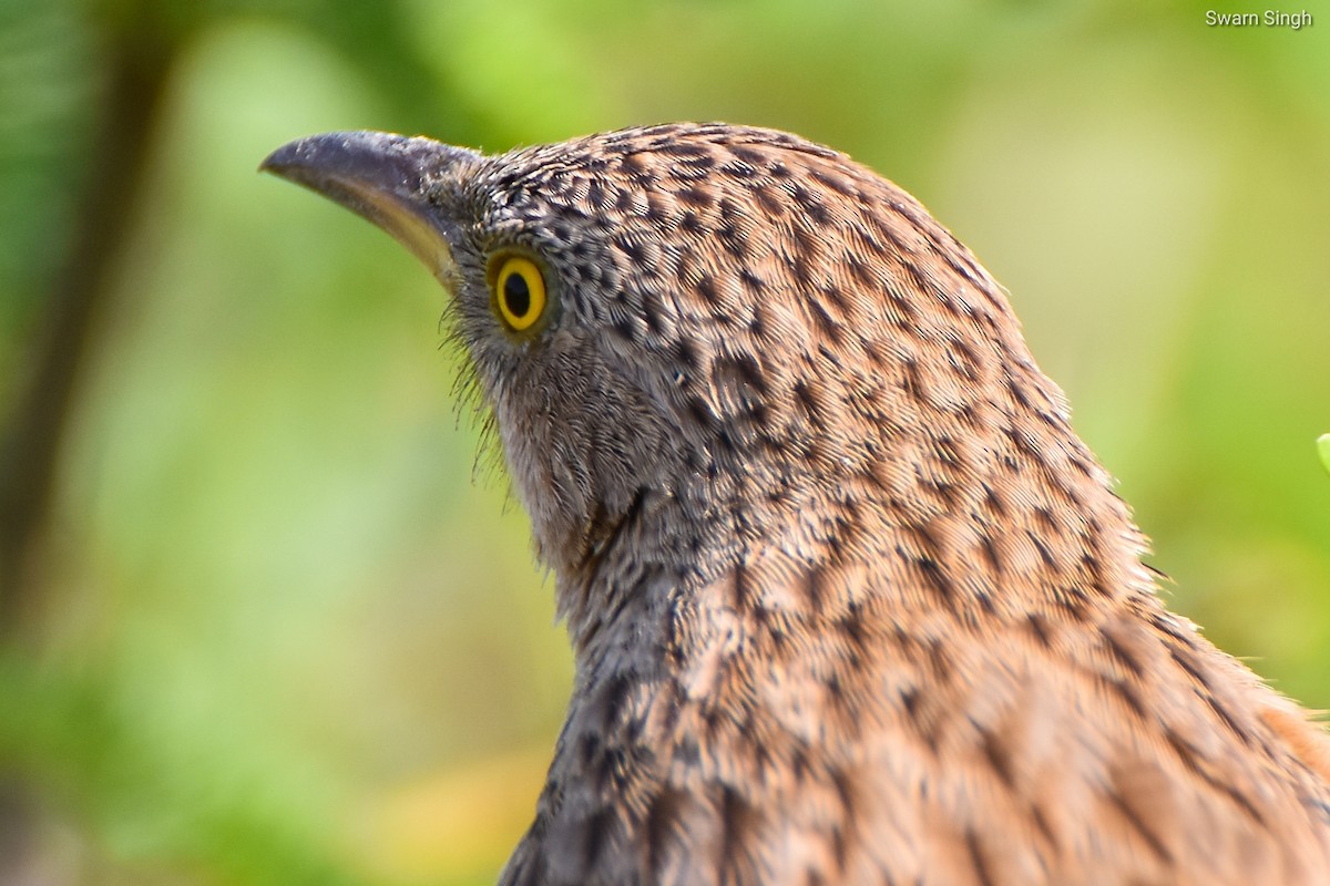 Striated Babbler - ML227069591
