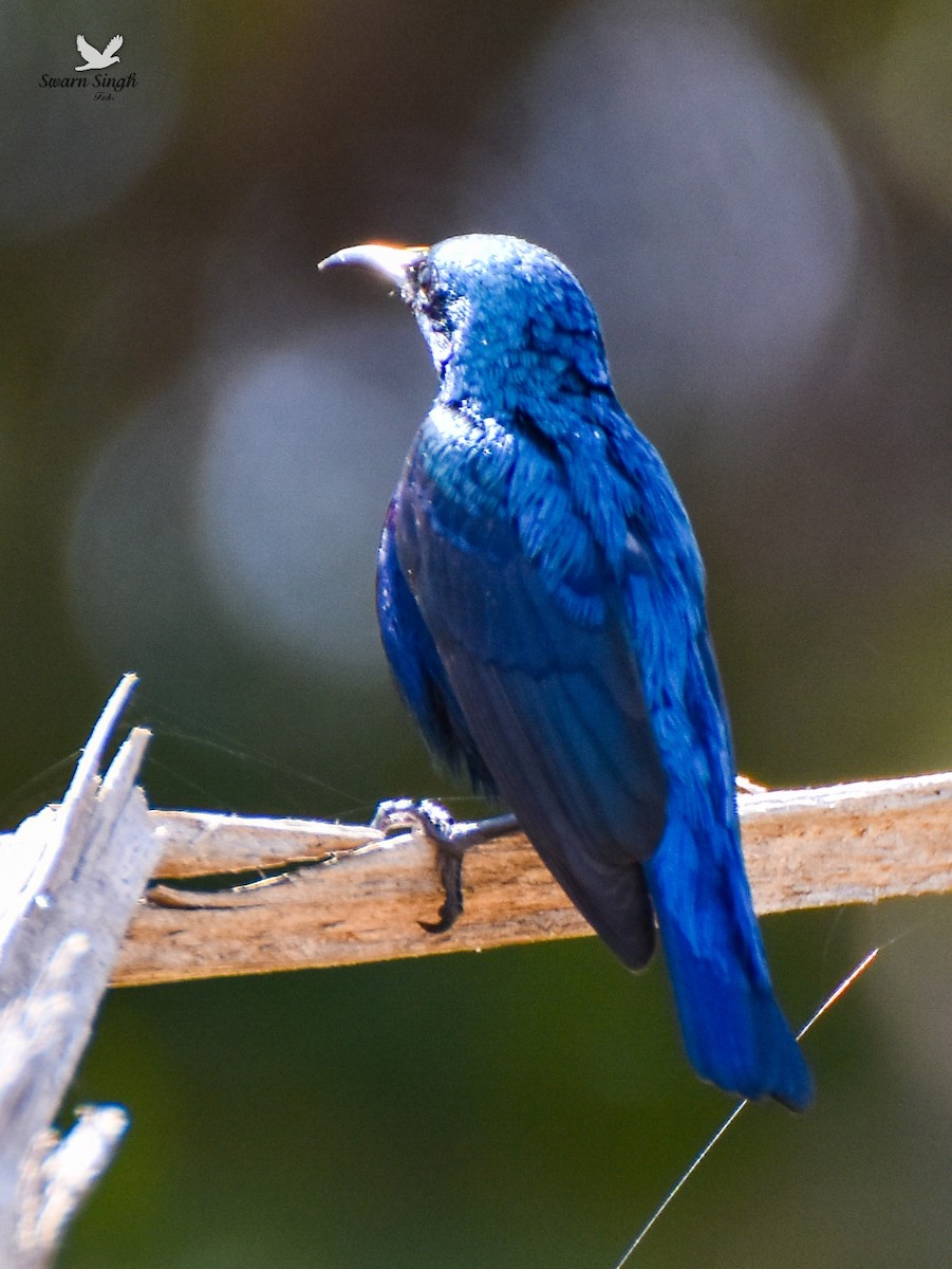 Purple Sunbird - ML227070281