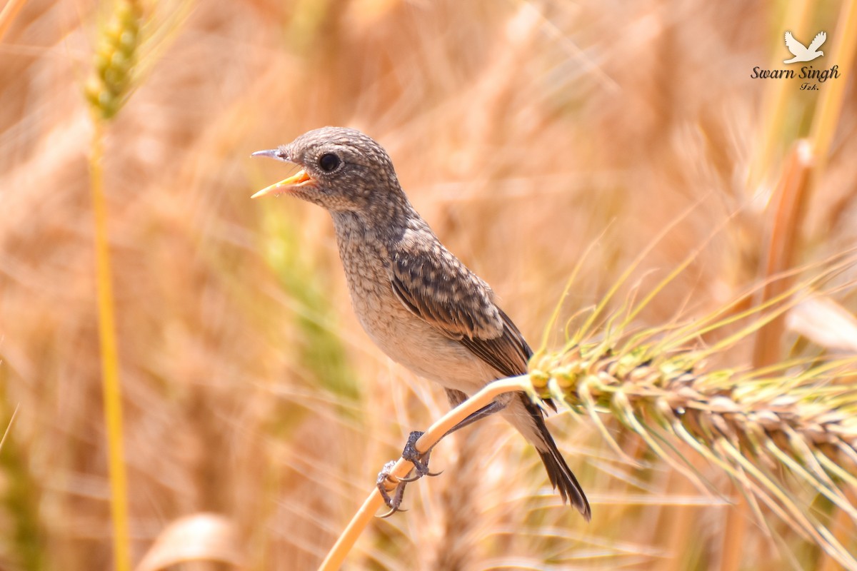 Pied Bushchat - ML227070351