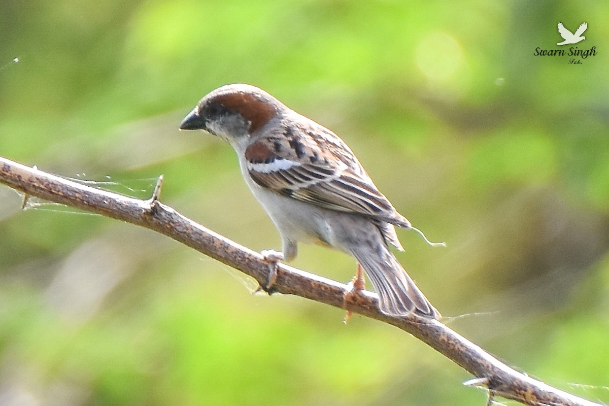 Sind Sparrow - ML227070661