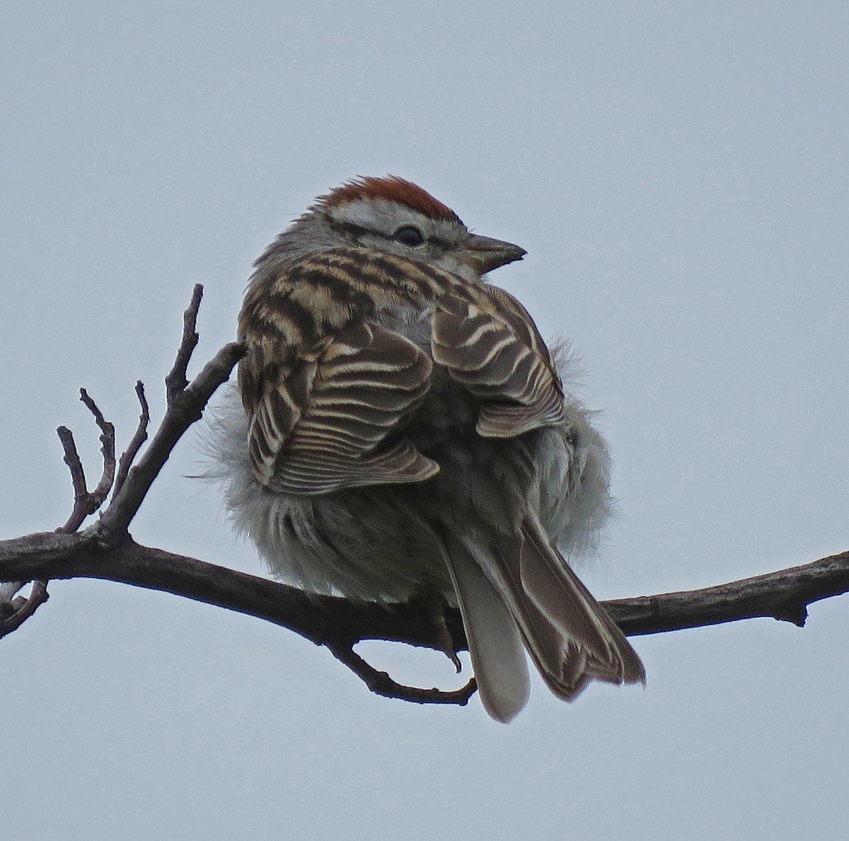 Chipping Sparrow - ML227070801