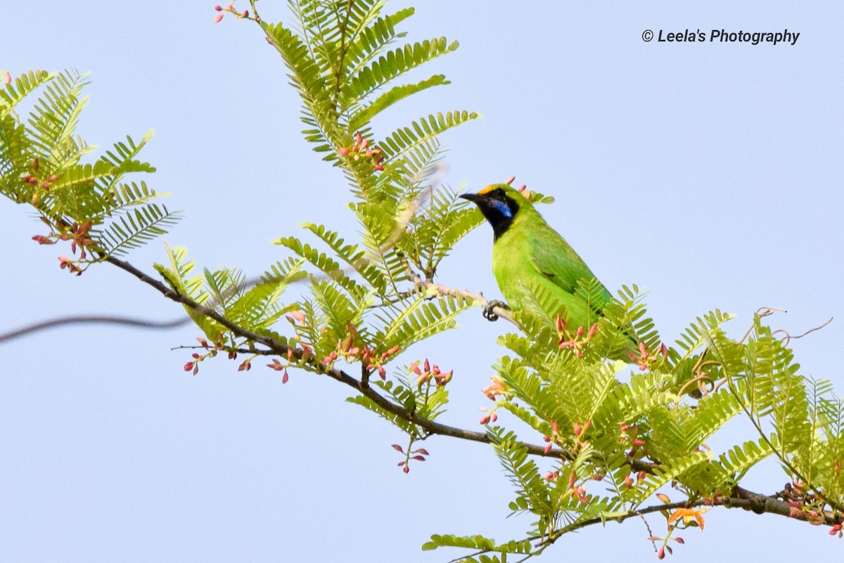 Golden-fronted Leafbird - ML227071071